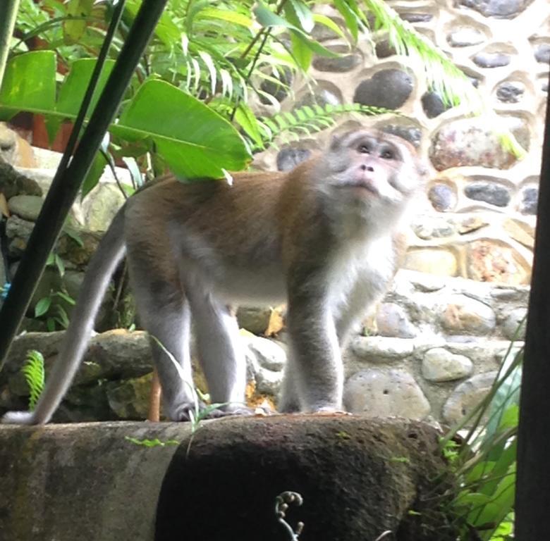 Kupu Kupu Garden Guest House & Cafe Bukit Lawang Bagian luar foto