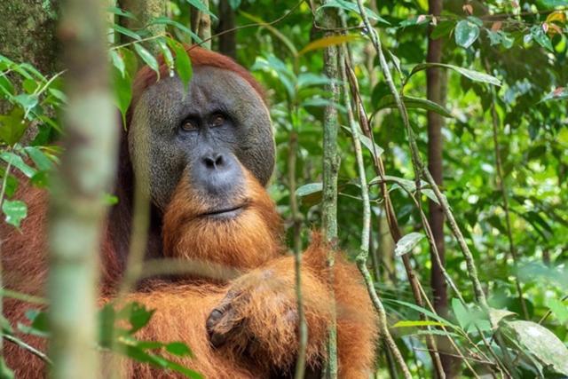 Kupu Kupu Garden Guest House & Cafe Bukit Lawang Bagian luar foto